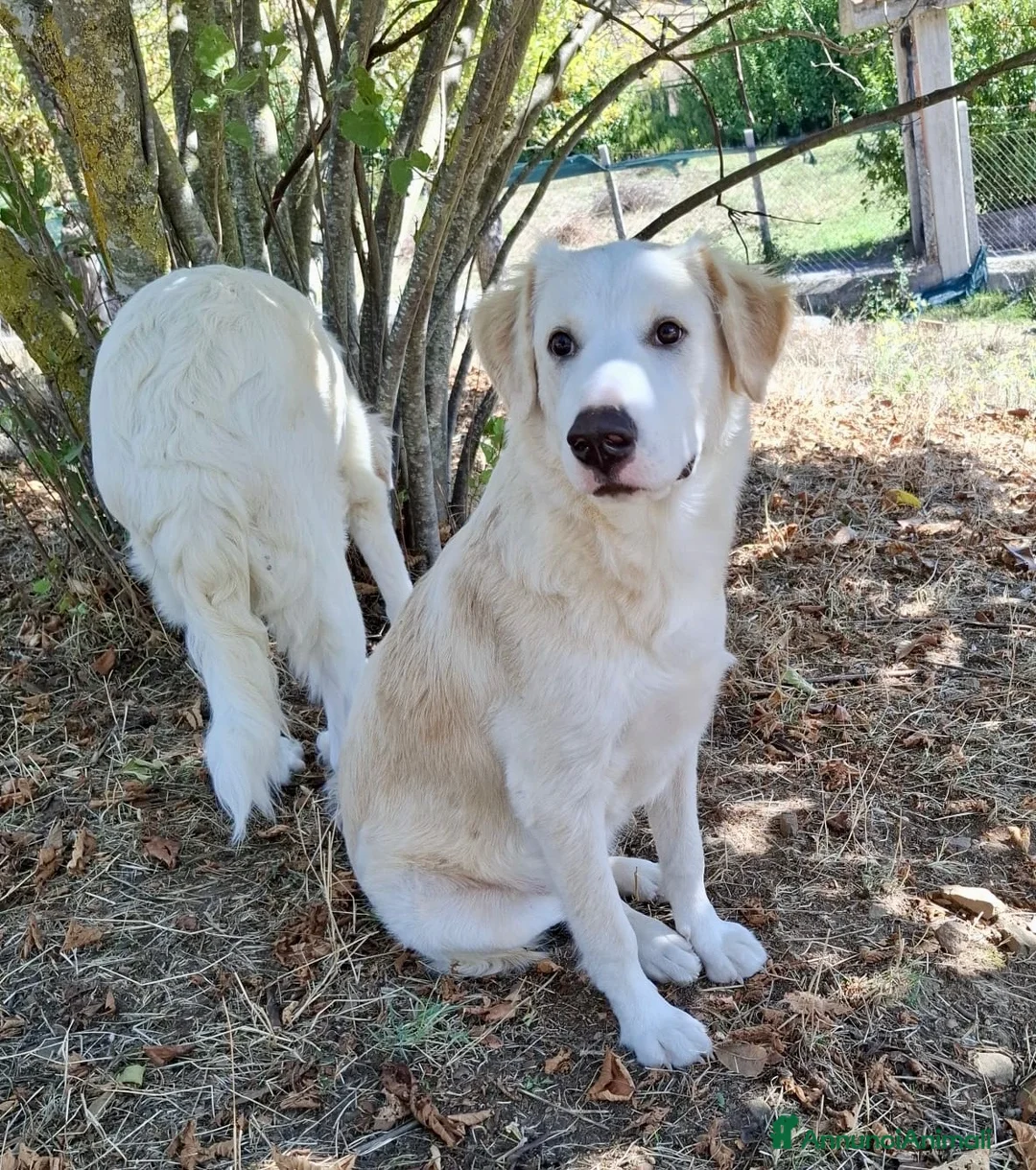 Meticcio cani in regalo: Flora  a Provincia di Potenza - Annuncio 1