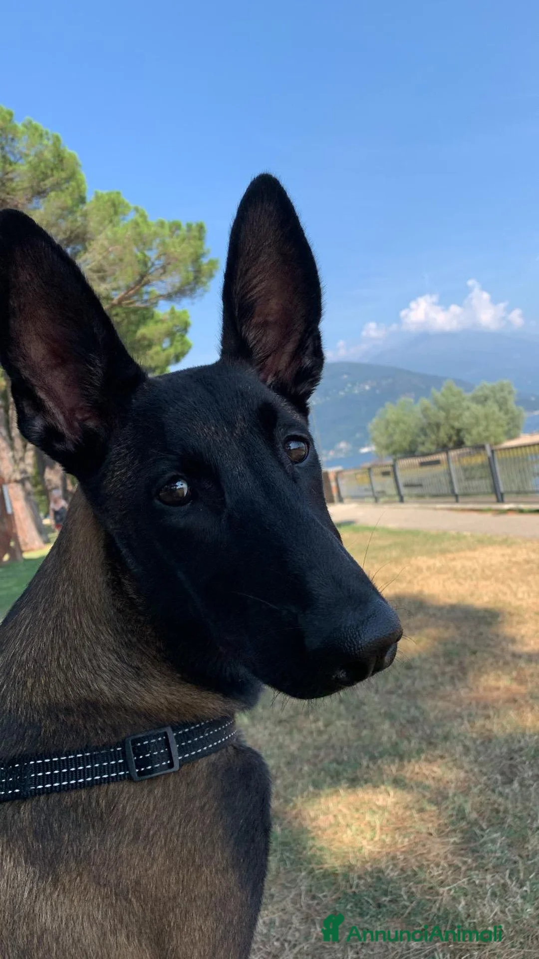 Pastore Belga cani in vendita: Vendo Pastore Belga Malinois femmina – 1.980€ - Annuncio 3