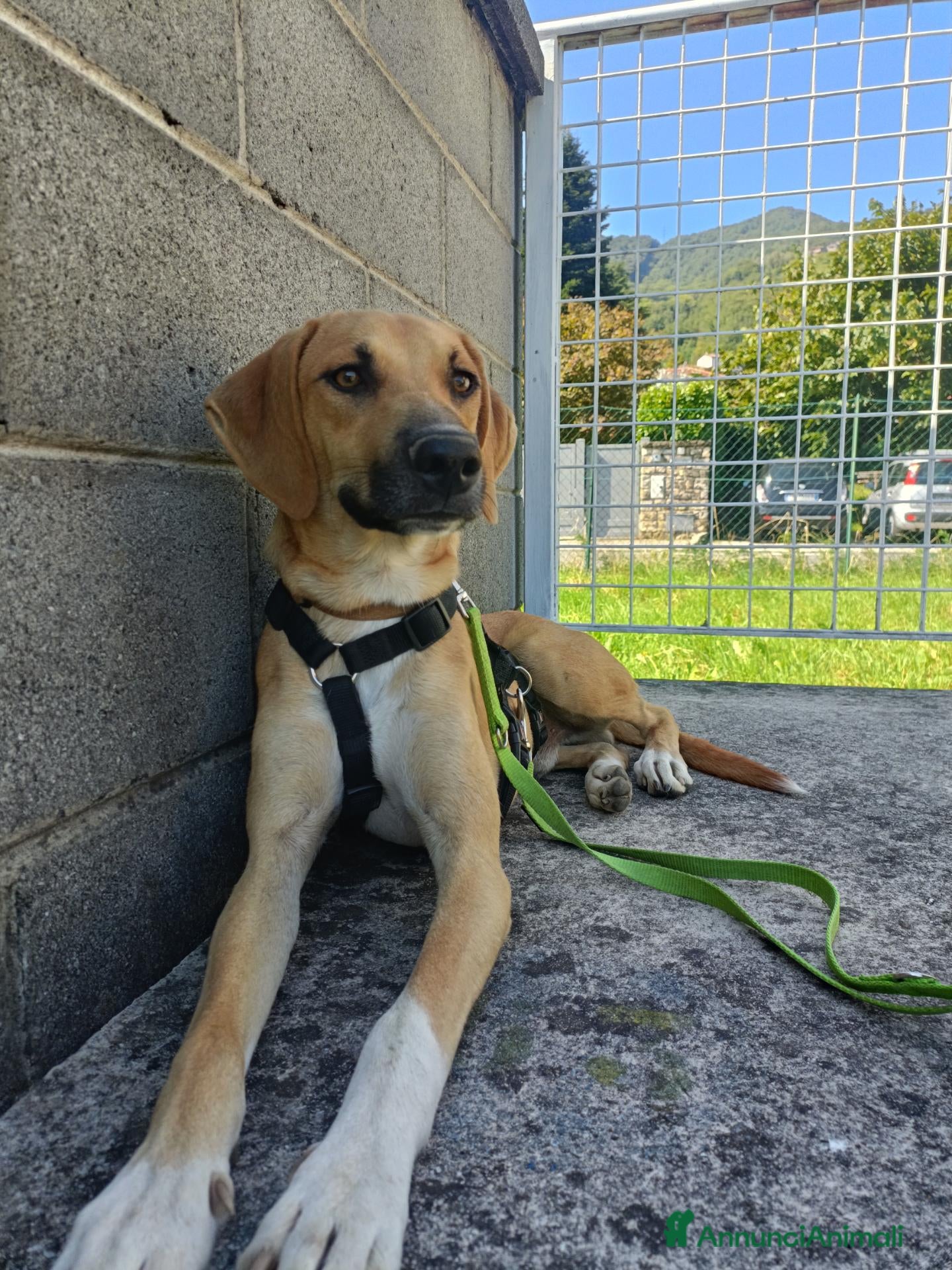 Meticcio cani Franck  - Annuncio 17