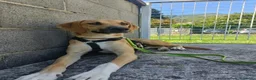Meticcio cani in regalo: Franck  a Provincia di Lecco - Annuncio 1