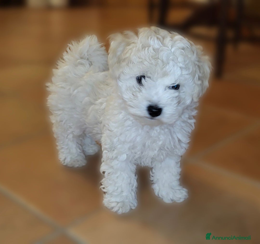 Bichon cani in vendita: cuccioli di bichon frise- prenotazioni in corso - Annuncio 2
