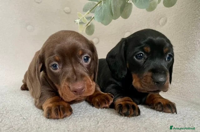 Bassotto cani Bassotti nani  - Annuncio 23