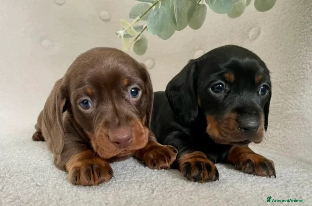 Bassotto cani in vendita: Bassotti nani  - Annuncio 1