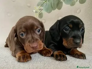 Bassotto cani Bassotti nani - Annuncio 23