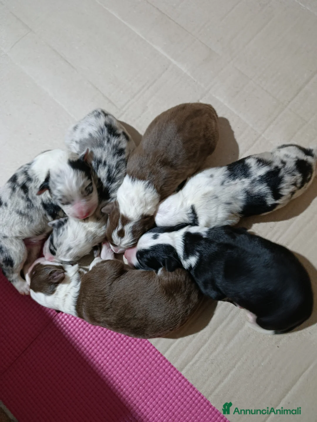 Border Collie cani in vendita: Cuccioli border collie  - Annuncio 2