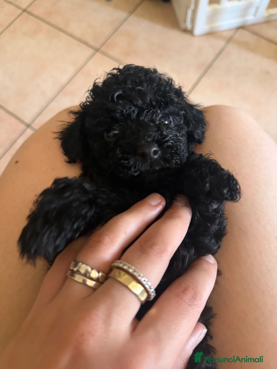 Barboncino cani in vendita: Barboncino a Provincia di Imperia - Annuncio 2
