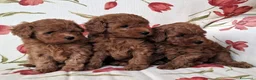 Barboncino Toy cani in vendita: Barboncino Toy Red - Annuncio 3