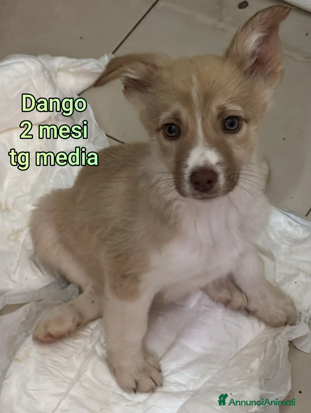 Meticcio cani in regalo: CUCCIOLI TENERISSIMI SENZA CASA - Annuncio 3