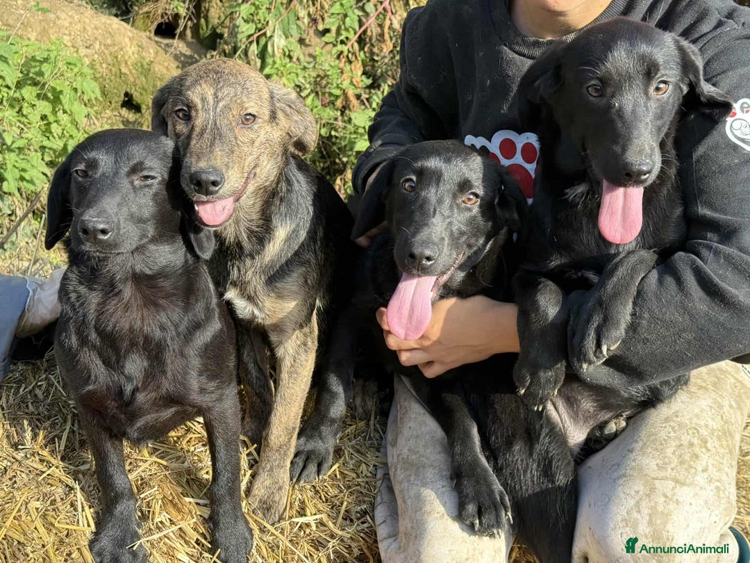 Meticcio cani in regalo: 4 CUCCIOLE tenerissime chiuse in canile! - Annuncio 6