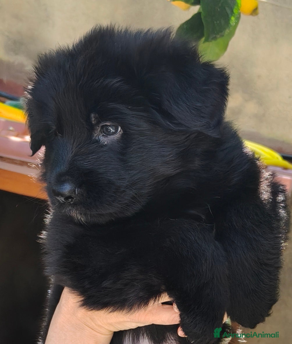 Pastore Tedesco cani Cuccioli Pastore Tedesco Pelo Lungo  - Annuncio 5