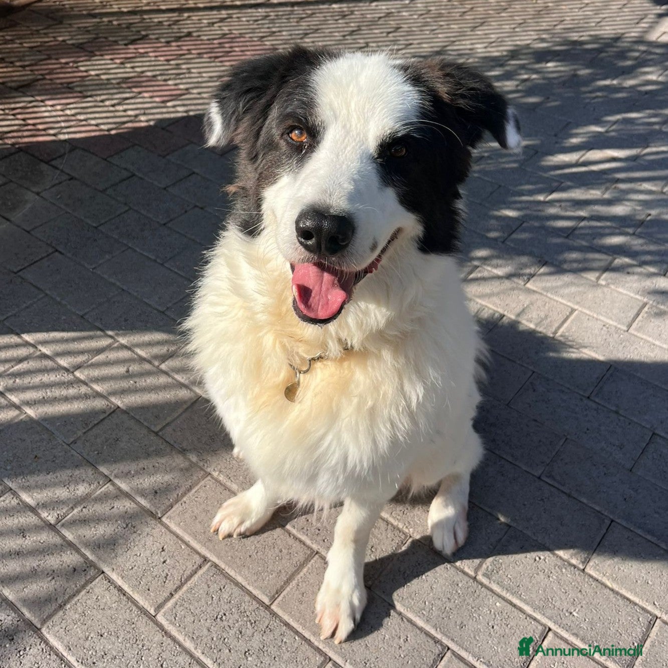 Meticcio cani SIMBA MAREMMANO - Annuncio 39