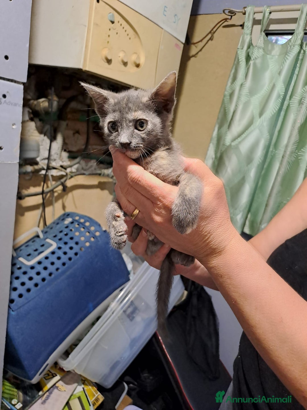 Burmese gatti in regalo: LA SPLENDIDA TEMPESTA - Annuncio 4
