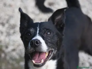 Meticcio cani NONNO OREO HA BISOGNO DI UNA CASA E TANTO AMORE - Annuncio 6