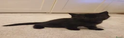 Scottish gatti in vendita: Scottish fold/straight  a Provincia di Padova - Annuncio 10