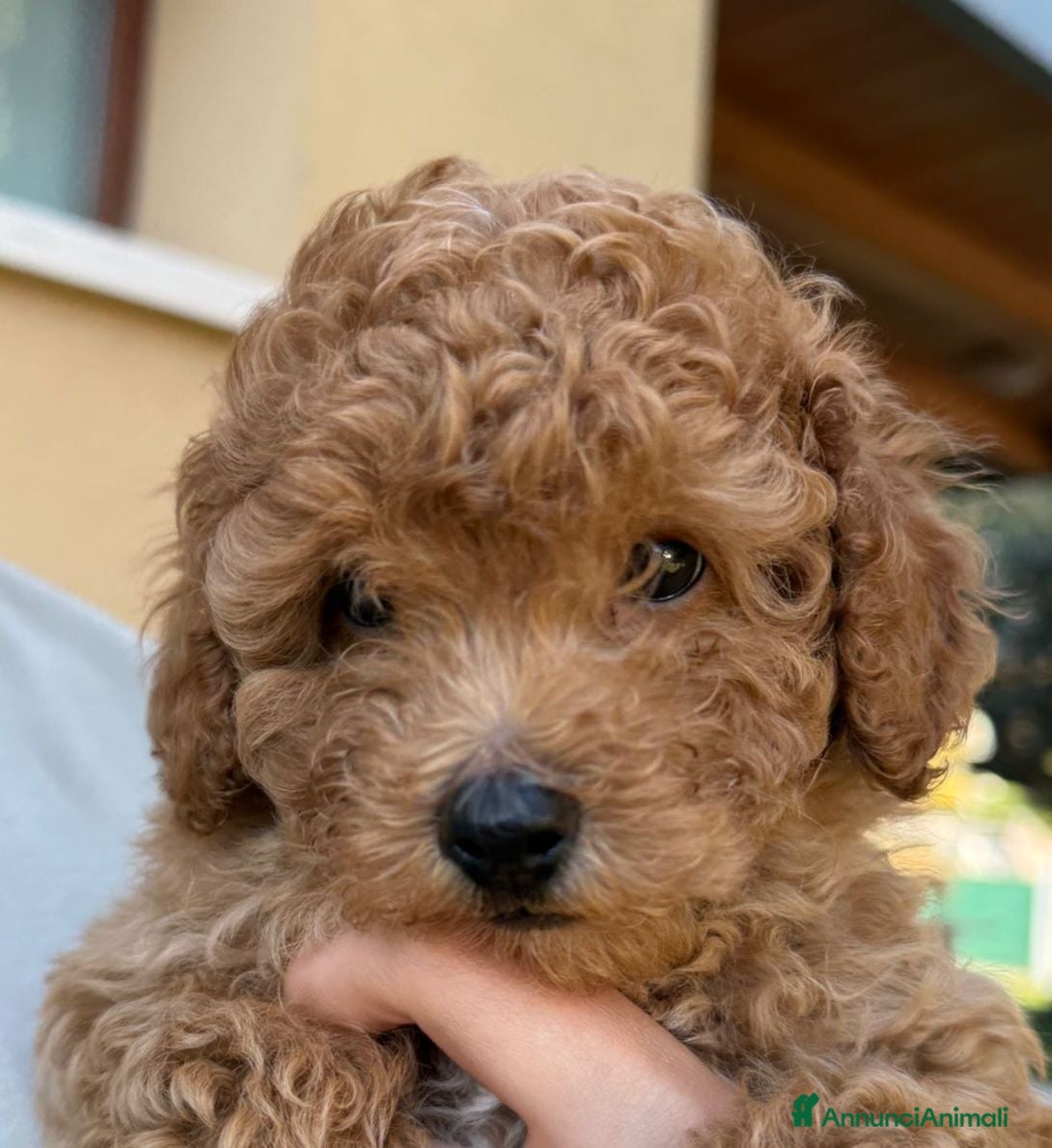 Barboncino cani Cucciolo di Barboncino Maschio con PEDIGREE Enci - Annuncio 1