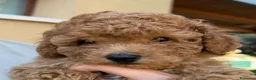 Barboncino cani in vendita: Cucciolo di Barboncino Maschio con PEDIGREE Enci a Provincia di Pesaro e Urbino - Annuncio 1