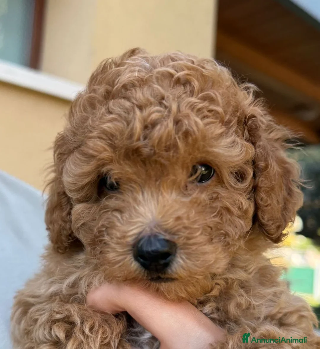 Barboncino cani in vendita: Cucciolo di Barboncino Maschio con PEDIGREE Enci a Provincia di Pesaro e Urbino - Annuncio 1