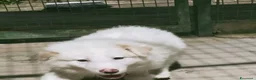 Pastore Abbruzzese Maremmano cani in regalo: Biribu scricciolo di maremmano - Annuncio 7