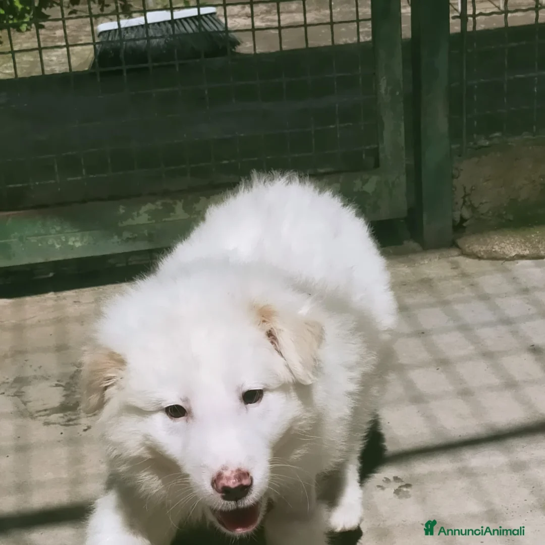 Pastore Abbruzzese Maremmano cani in regalo: Biribu scricciolo di maremmano - Annuncio 7