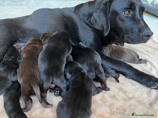 Labrador cani Ultimi splendidi cuccioli di Labrador retriever - Annuncio 1