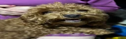 Barboncino cani in vendita: Barboncini toy - Annuncio 1