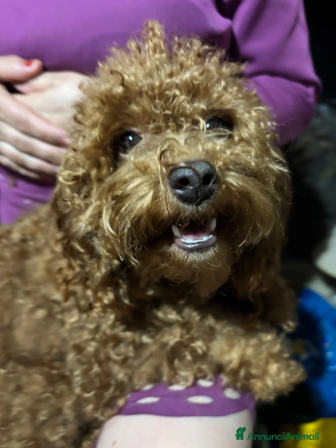 Barboncino cani in vendita: Barboncini toy - Annuncio 1