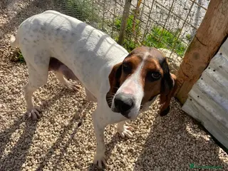 Segugio cani ADOTTA LA TENERA PENELOPE - Annuncio 14