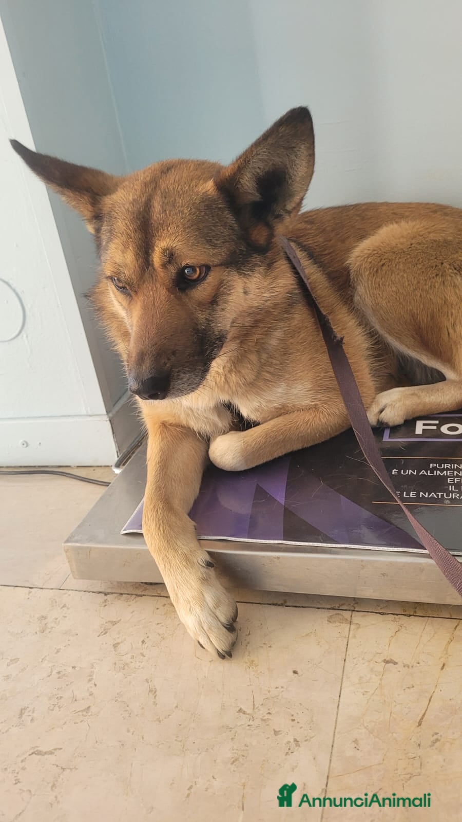 Meticcio cani Anais, la nostra splendida lupetta - Annuncio 1