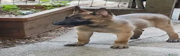 Pastore Belga cani in vendita: Cuccioli Pastore Belga Malinois a Provincia della Spezia - Annuncio 4