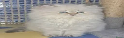 British gatti in vendita: PEDIGREE DA RIPRODUZIONE BRITISH LONGHAIR POINT  - Annuncio 7