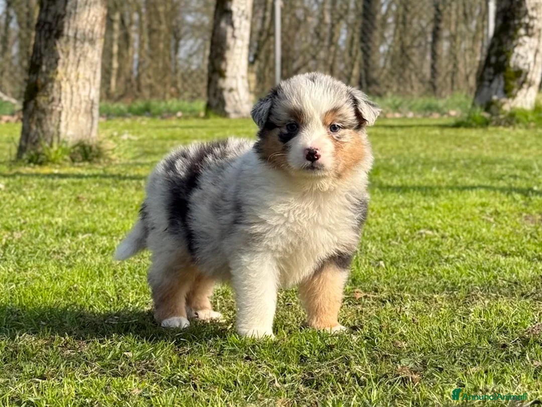 Australian Shepherd cani in vendita: Cuccioli Australian Shepherd / Pastore Australiano - Annuncio 2