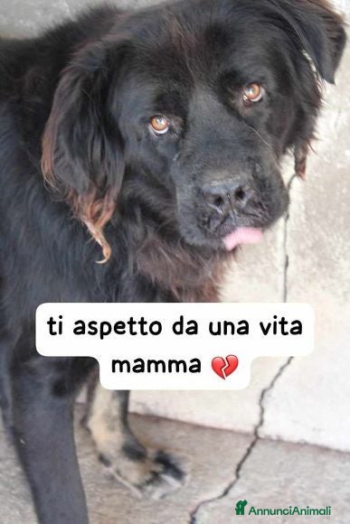 Meticcio cani BLACKY tanto bravo tg mediogrande - Annuncio 31