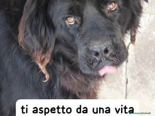 Meticcio cani BLACKY tanto bravo tg mediogrande - Annuncio 13