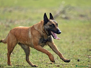 Pastore Belga cani Cuccioli di Pastore Belga Malinois - Annuncio 17