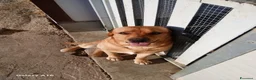 Labrador cani in vendita: Vendesi cuccioli Labrador  a Città metropolitana di Roma Capitale - Annuncio 2