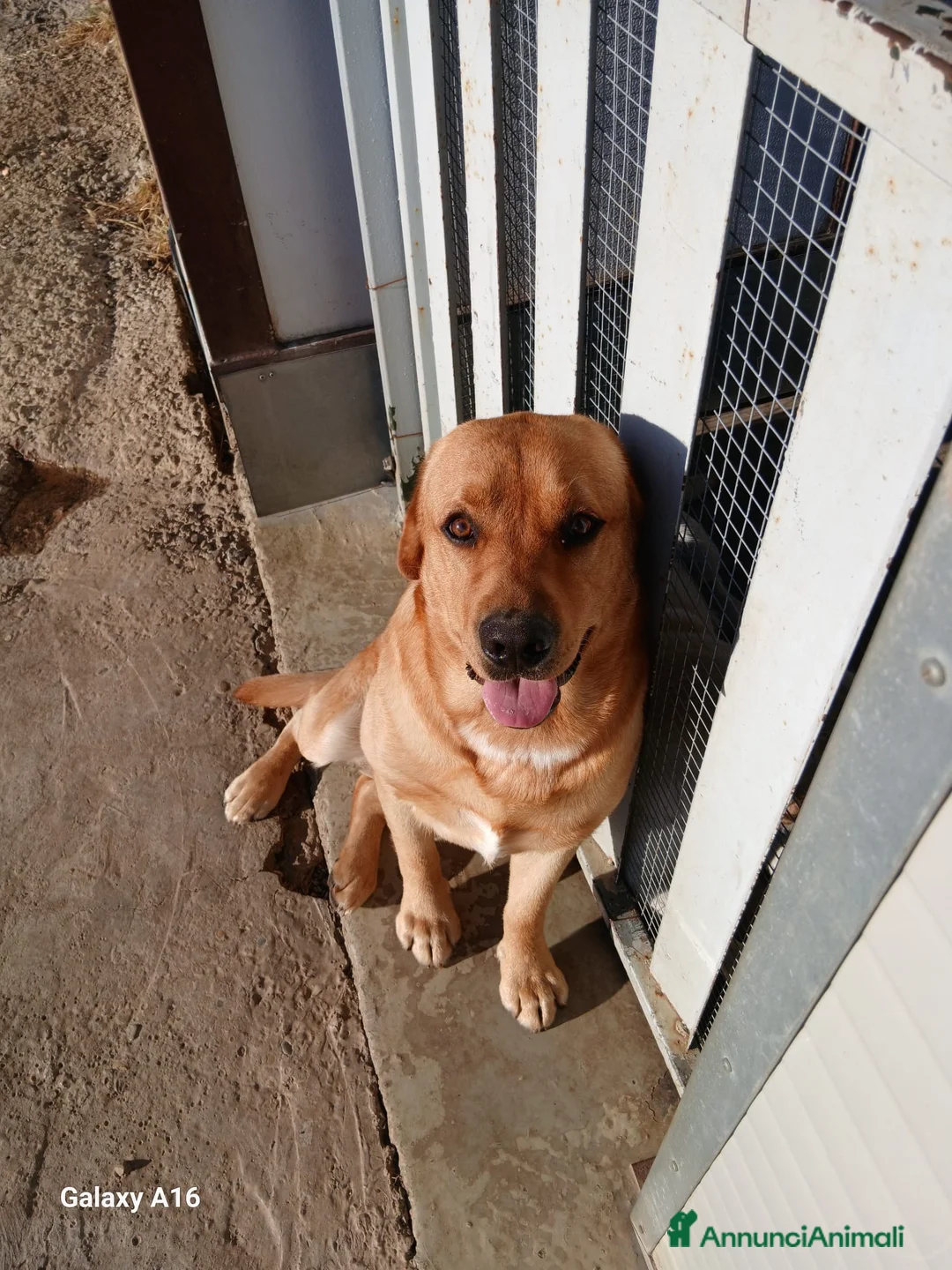 Labrador cani in vendita: Vendesi cuccioli Labrador  a Città metropolitana di Roma Capitale - Annuncio 2