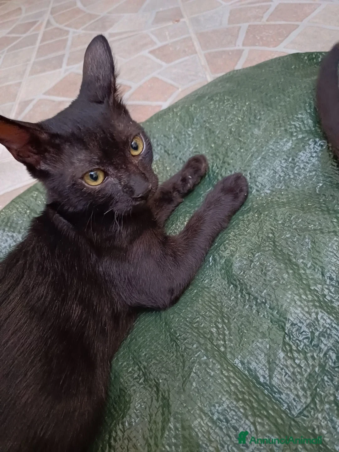 Altre razze gatti in regalo: GATTINI ABBANDONATI: URGENTE  - Annuncio 10