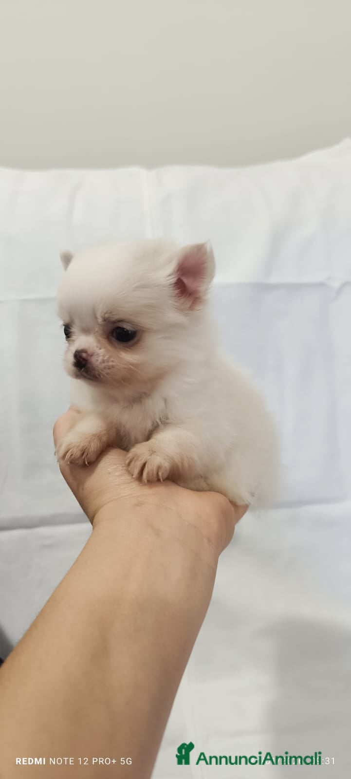 Chihuahua cani Vendo cuccioli  - Annuncio 2