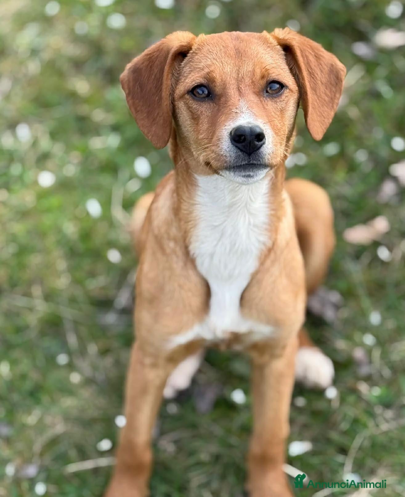 Meticcio cani in regalo: NATALIE, cucciola dolcissima cerca casa! - Annuncio 5