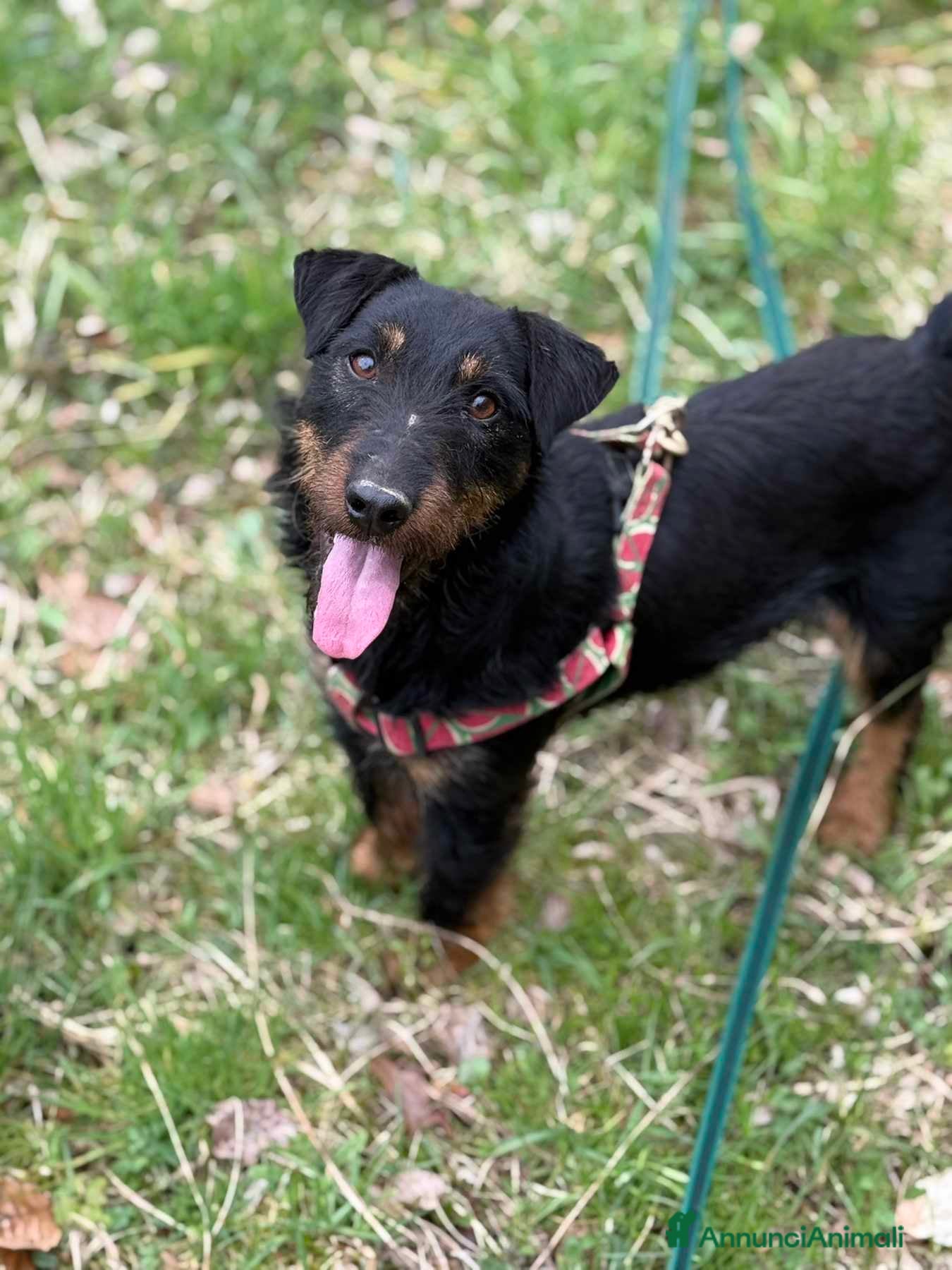 Jagdterrier cani ELVIS, dolcissimo JAGDTERRIER cerca casa - Annuncio 14