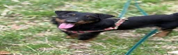 Jagdterrier cani in regalo: ELVIS, dolcissimo JAGDTERRIER cerca casa - Annuncio 1