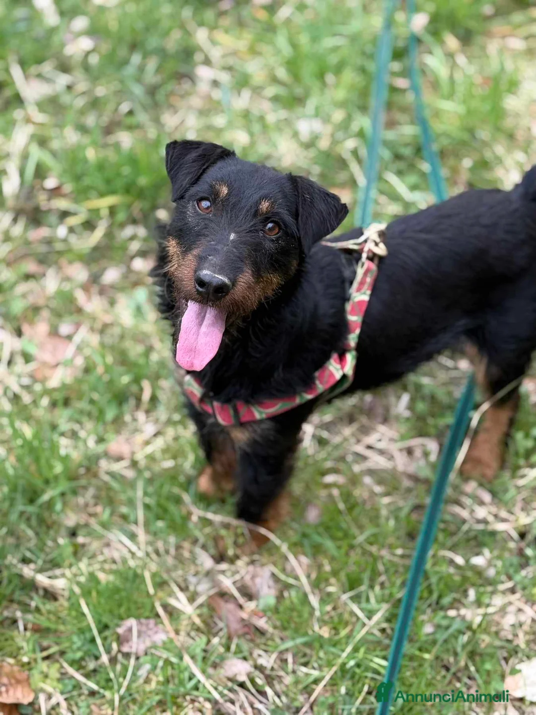 Jagdterrier cani in regalo: ELVIS, dolcissimo JAGDTERRIER cerca casa - Annuncio 1