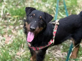 Jagdterrier cani ELVIS, dolcissimo JAGDTERRIER cerca casa - Annuncio 14