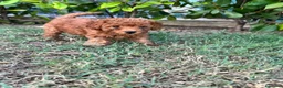Barboncino Toy cani in vendita: Barboncino Toy Red - Annuncio 5