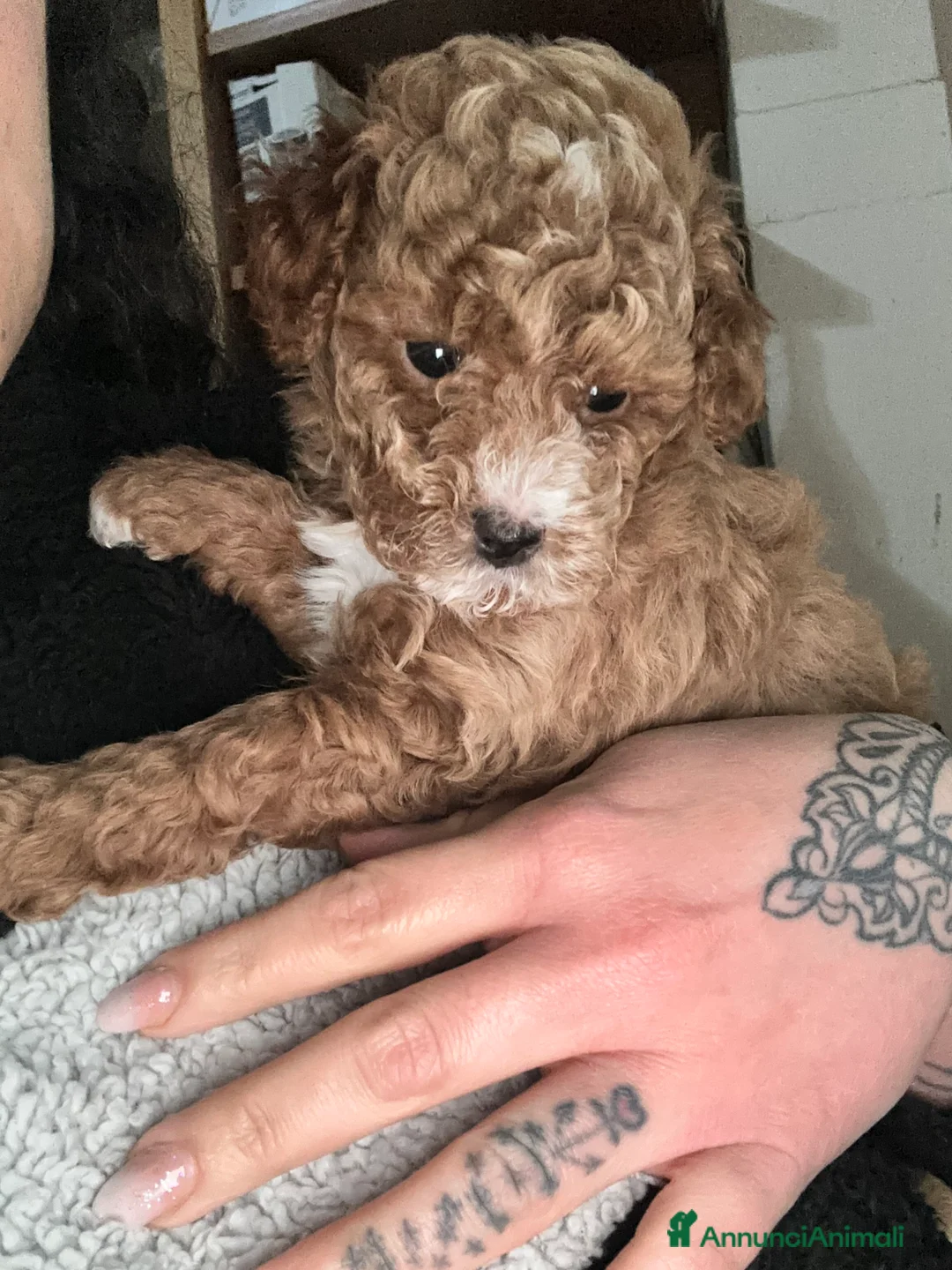 Barboncino Toy cani in vendita: Barboncini Toy  - Annuncio 2