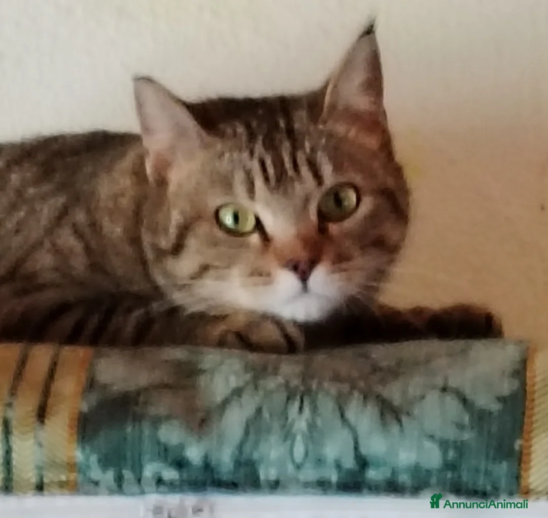 Europeo gatti in regalo: Adottate Virginia, elemosina coccole a Città metropolitana di Milano - Annuncio 12