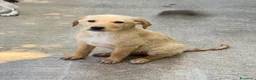 Meticcio cani in regalo: Ale maschio a Provincia di Como - Annuncio 4