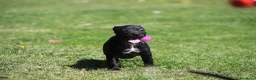 Pitbull cani in vendita: Cuccioli di Pit Bull con pedigree anche a rate - Annuncio 24