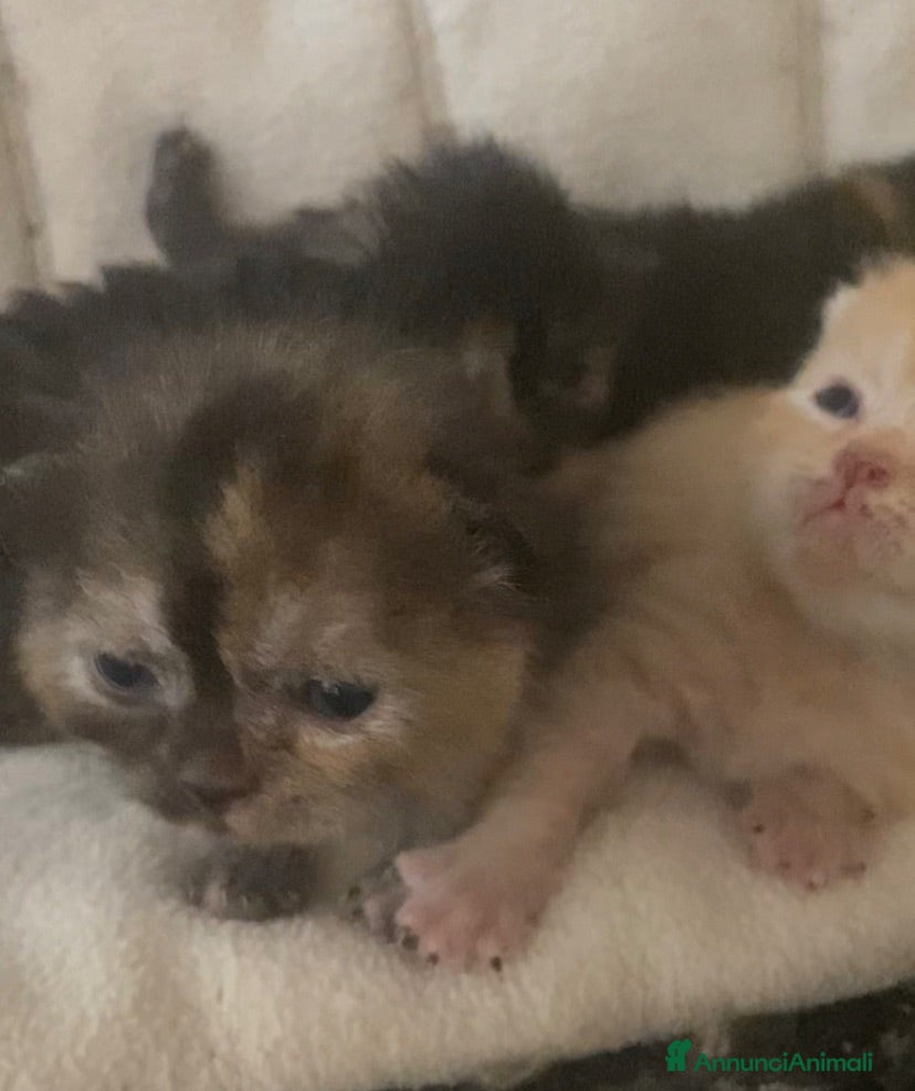Meticcio gatti Gatto persiano Incroccio  - Annuncio 11
