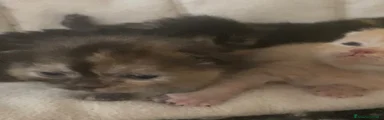 Meticcio 2
